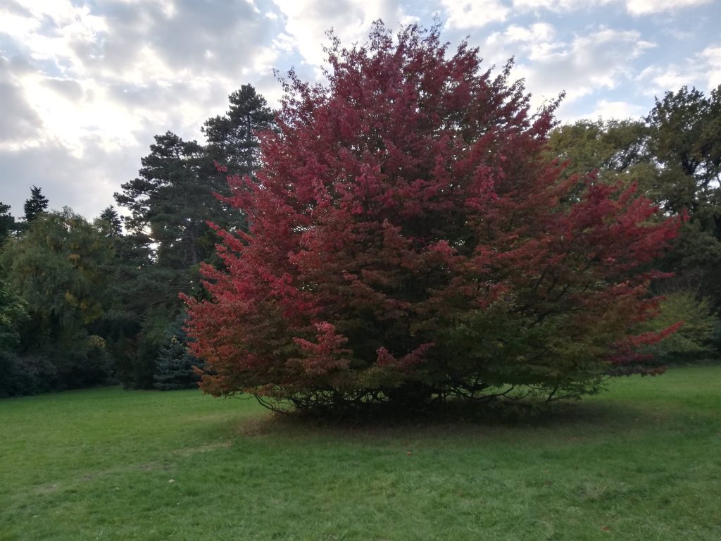 Vörös lombú fa a Szarvasi Arborétumban ősszel